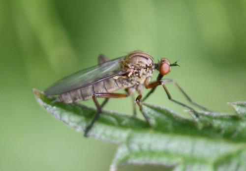 Empis livida